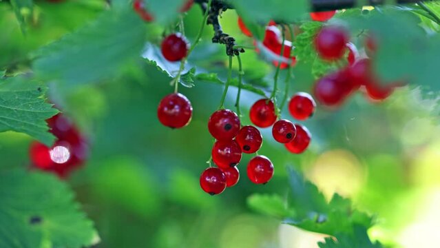 video with ripe red currant in garden