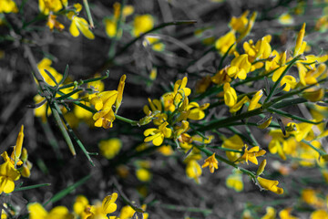 Yellow flowers of Genista valsecchiae