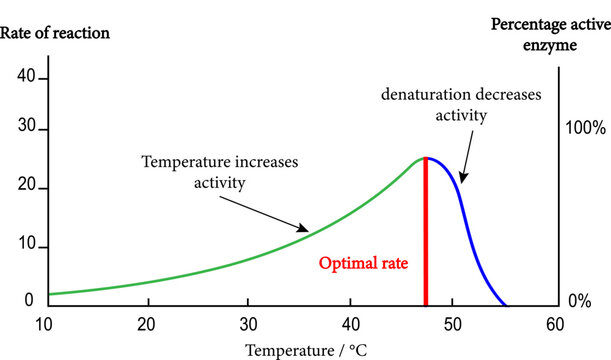 The effects of temperature on enzyme activity , vector illustration