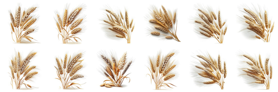 wheat ears on a white background