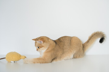 gold british cat kitten on white background