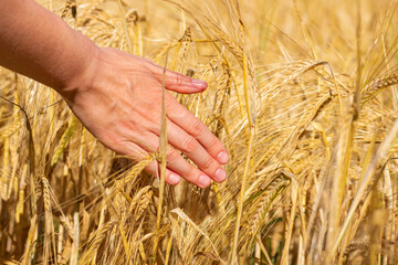 Fototapeta na wymiar Field of ripe wheat. Woman hand in golden ears. Grain agriculture on the farm. Bread harvest season. Closeup photo