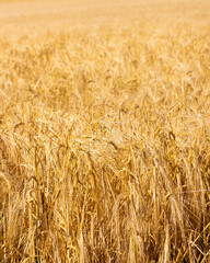 Field of ripe wheat. Golden ears. Grain agriculture on the farm. Bread harvest season. Closeup photo