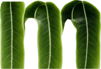 Green leaf typography text design lowercase alphabet m