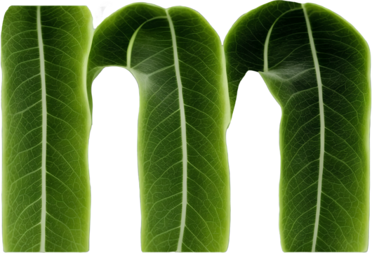 Green leaf typography text design lowercase alphabet m
