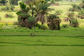 a rural india scene with pasture of grass with scattered trees and an distant isolated bicycle