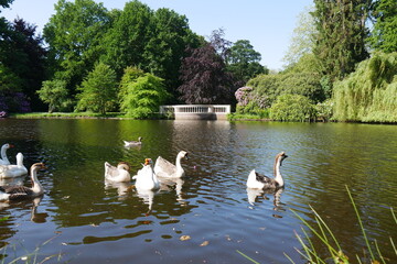 Enten im Oldenburger Schlossgarten