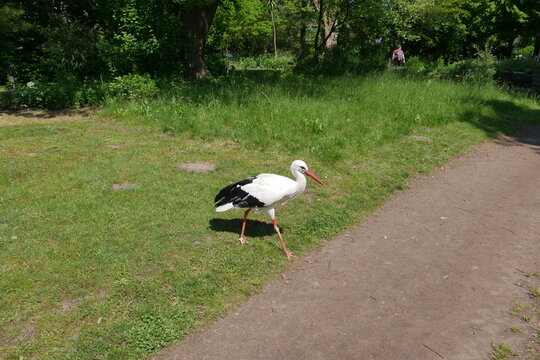 Klapperstorch in Oldenburg