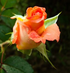 red rose with water drops.
The first rose in my garden
and the fragrance of the morning glory