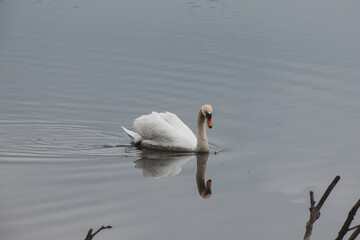 Portrait of a white swan floating on the surface of a pond in the morning sunshine near Ostrava