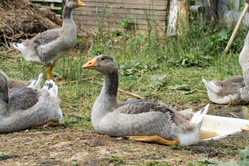 Group of gray geese resting on the lawn, domestic geese on the farm