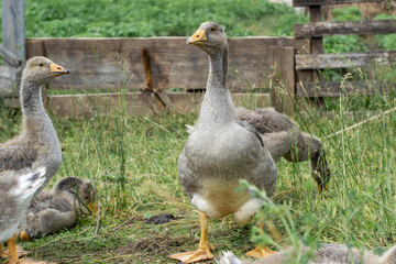 A young gray goose stretched its neck, the bird grazes on the lawn
