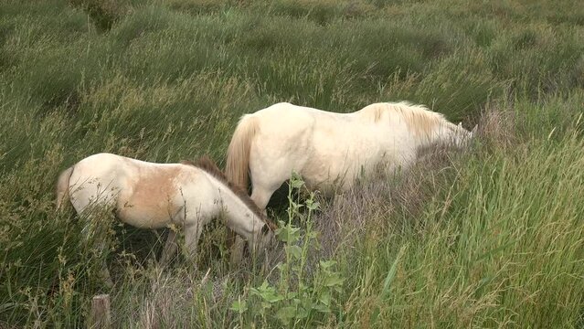 Camargue Horse, Adult and foal eating Grass through Swamp, Saintes Marie de la Mer in Camargue, in the South of France, High quality 4k footage