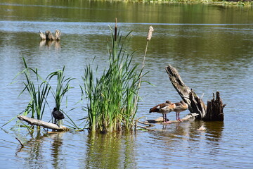 Swamp Lake with wild birds