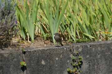 Juvenile Black Redstart (Phoenicurus ochruros) sitting on a stone wall in Zurich, Switzerland