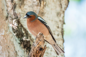 Common chaffinch, Fringilla coelebs, sits on a tree. Common chaffinch in wildlife.
