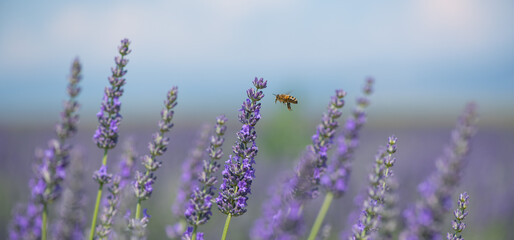 Honey bee pollinates lavender flowers. Plant decay with insects., sunny lavender, Lavender flowers, High quality photo - obrazy, fototapety, plakaty