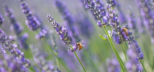 Honey bee pollinates lavender flowers. Plant decay with insects., sunny lavender, Lavender flowers, High quality photo