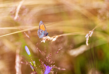 butterfly in meadow on bokeh background
