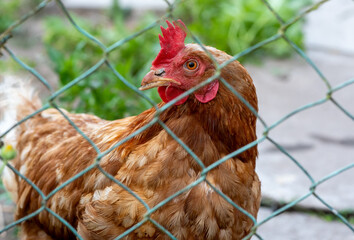 Hen in chicken coop