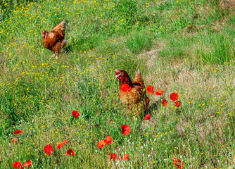Organic free-range chickens in a flowery meadow