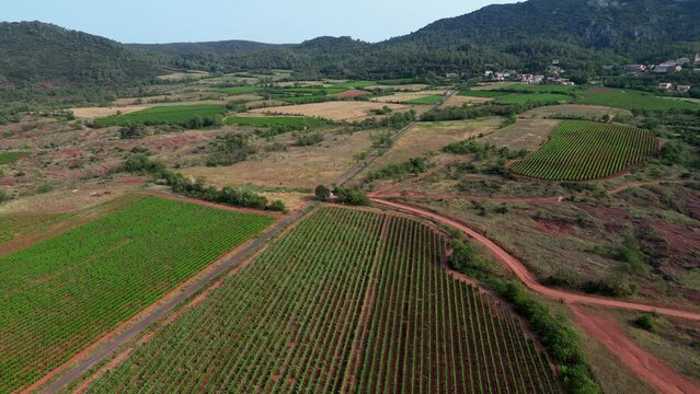 Flying over Vineyard and Lac du Salagou, Herault, Occitanie, France, High quality 4k footage