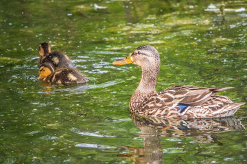 A family of ducks, a duck and its little ducklings are swimming in the water. The duck takes care of its newborn ducklings. Mallard, lat. Anas platyrhynchos