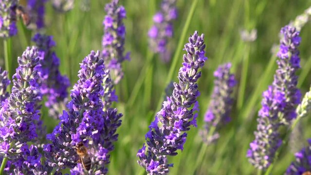 Honey bee pollinates lavender flowers, sunny lavender, Lavender flowers, High quality video