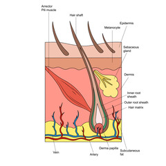 Structure of hair and skin diagram schematic vector illustration. Medical science educational illustration