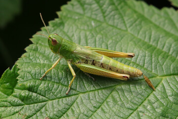 Criquet des pâtures (Pseudochorthippus parallelus)