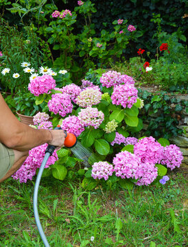 Homme &agrave; genoux arrosant de beaux hydrangeas roses (hortensias)  avec une tuyaux d'arrosage dans le jardin
