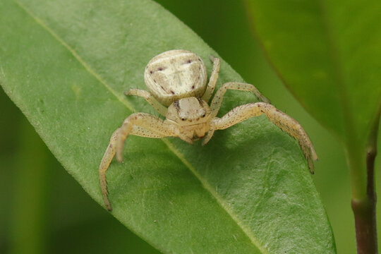 Xysticus ulmi