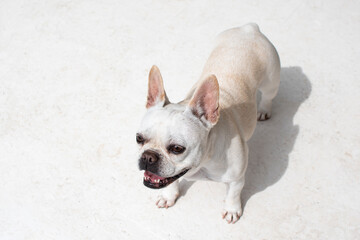 Portrait of white French Bulldog