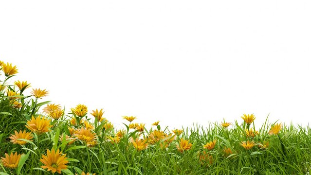 medow field with flower footage on white background with clipping path, 3d illustration rendering