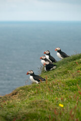 Fototapeta premium atlantic puffin