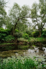 rzeka, woda, drzew, potok, jezior, krajobraz, lato, sadzawka, zieleń, piękne, naturalny, roślin, liści, flora, drzewa, natura, 