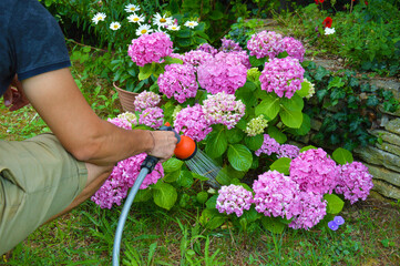 Homme à genoux arrosant de beaux hydrangeas roses (hortensias)  avec une tuyaux d'arrosage dans le...