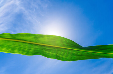 Wavy green leaf of corn against blue sky, illuminated by the sun