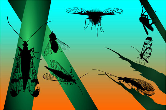 insectos, vector, figuras, vector, mosca