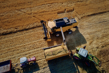 Harvesting machine working at agricultural field. Combine harvester collecting golden wheat field. Harvest reaping season