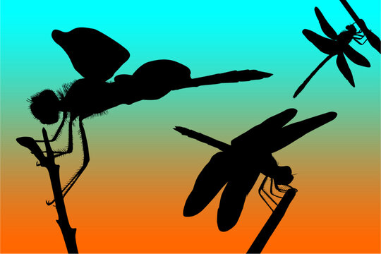 libelula, contraluz, atardecer, figura, vector