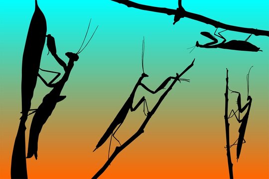 mantis, campamocha, mantodea