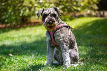 Small cute pretty happy Zwergschnauzer puppy sitting on a green lawn in sunny summer spring day....