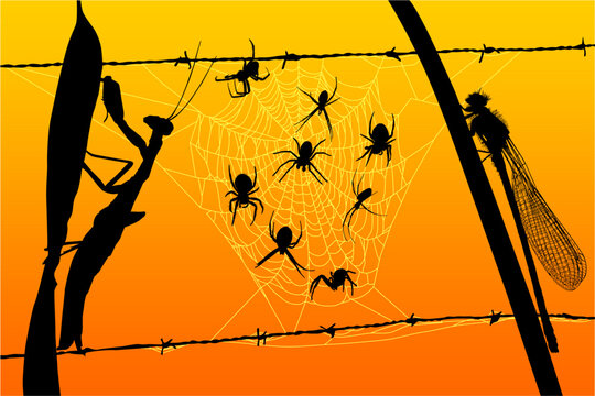 ara&ntilde;as, atardecer, mantis, campamocha