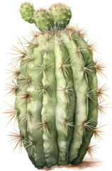 Gordijnen cactus watercolor isolated on white © kittipon