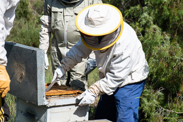 older man beekeeper in protective suit extracting bee panels and teaching his son the process of...