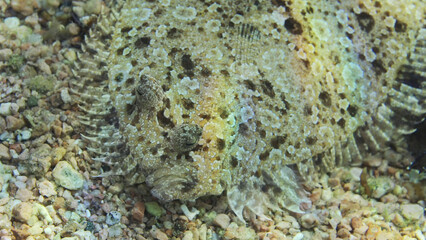 Portrait of Leopard flounder or Panther flounder (Bothus pantherinus) lies on sandy bottom on bright sunlight, Red sea, Egypt