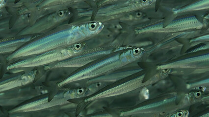 Close-up a massive concentration of young Hardyhead Silverside fish (Atherinomorus forskalii)...