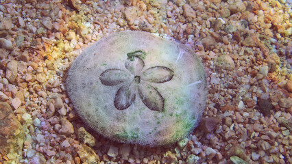 Close up of sea urchin Sand dollar, Cake urchin or Sea Biscuits on sandy bottom in sun glare, Red sea, Egypt