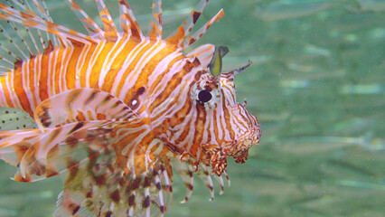 Close up of Common Lionfish or Red Lionfish (Pterois volitans) hunting swims next to a large school of Hardyhead Silverside fish on sunrays, Red sea, Egypt